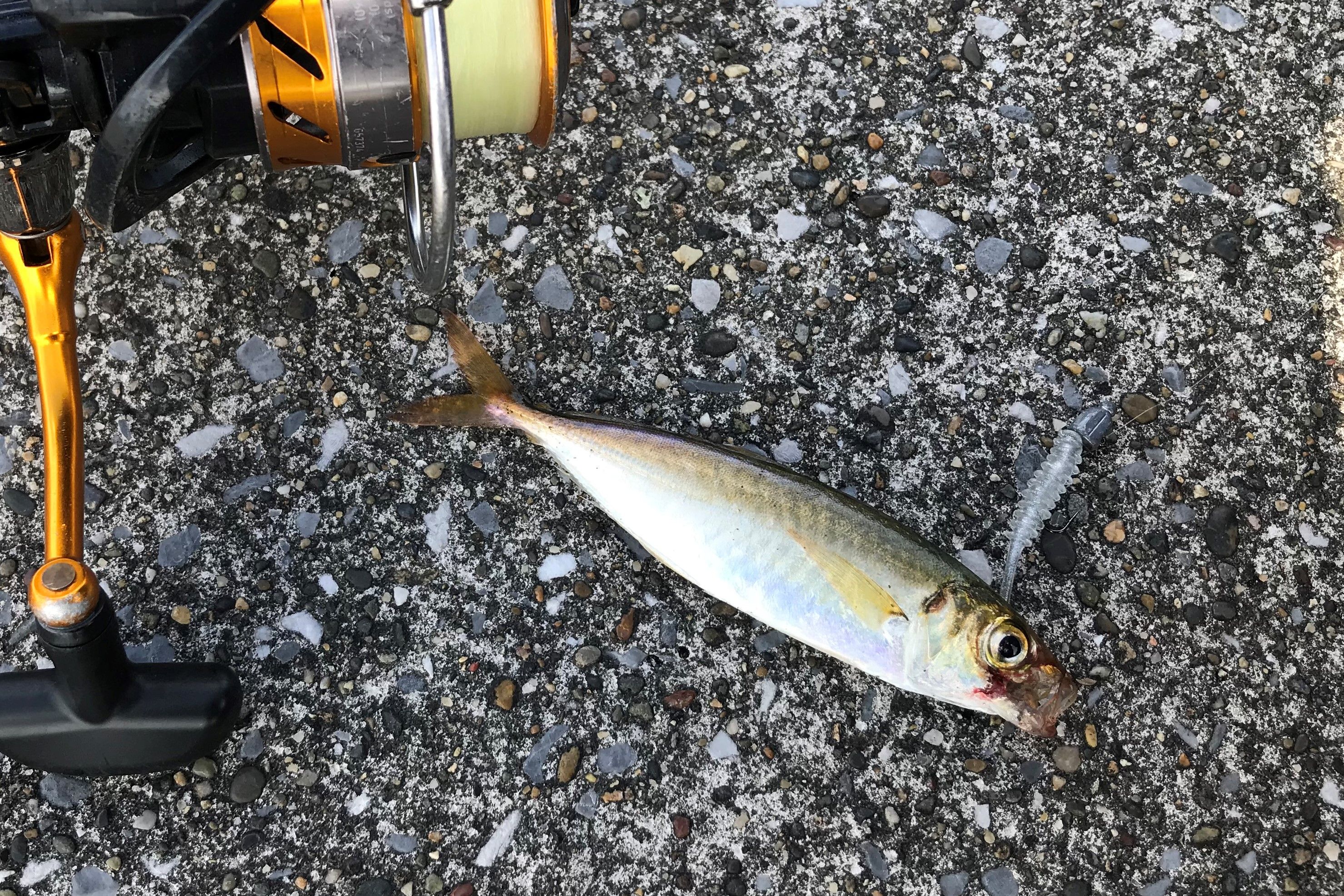 アジング シーバス 川崎新堤で何とかシーバスをひねり出す 09 18 神奈川東京釣行記 楽天ブログ