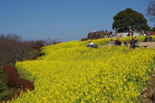 吾妻山公園