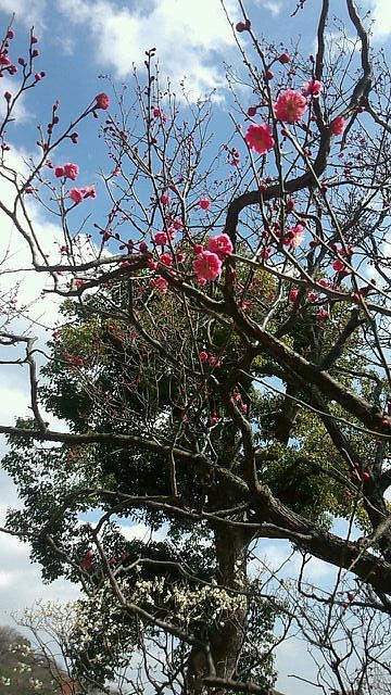 梅林公園6.jpg