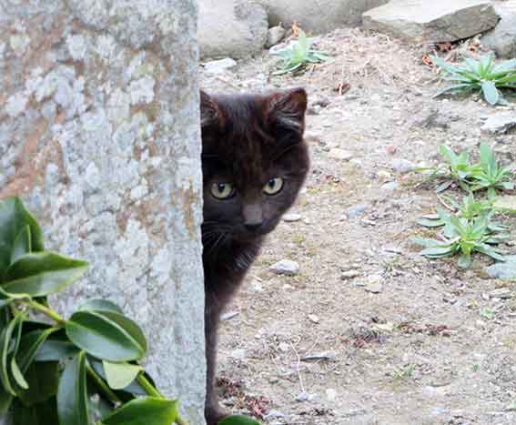 我が家のニャンコ♪2016/1/19-04
