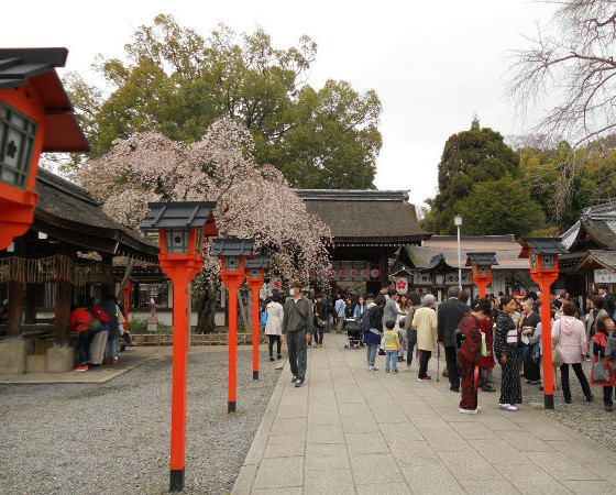 2016-4　平野神社の賑わい.jpg