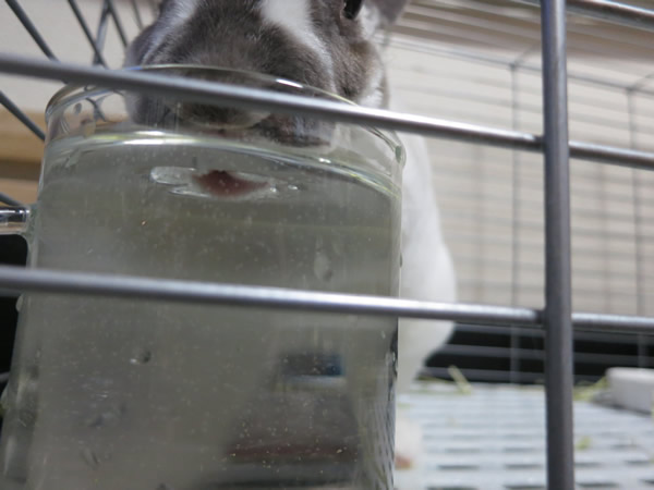 透明コップで水をのむうさぎ(ここあ、バニファシルキーレッキスミニ、8才)