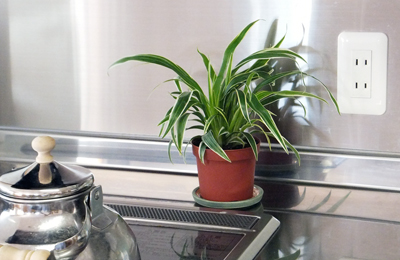 植物.jpg