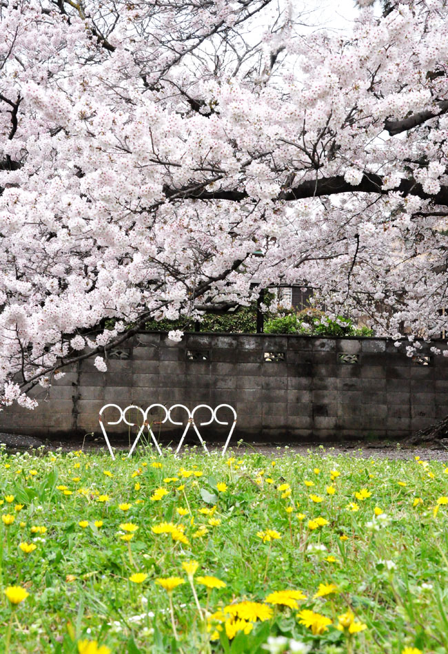 桜７
