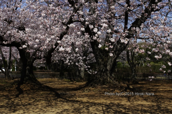 光景　sight0406　桜　サクラ　cherry blossom