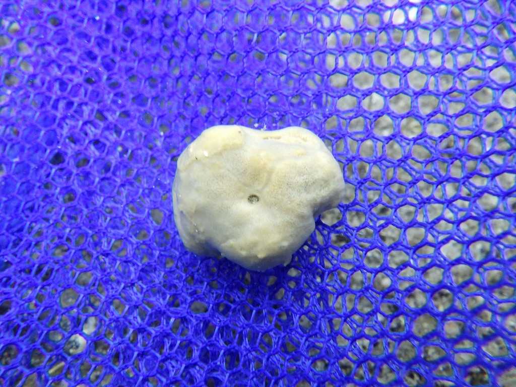 串本磯採集2023年7月上旬53　イソカイカムリ属の一種（Cryptodromia sp.）