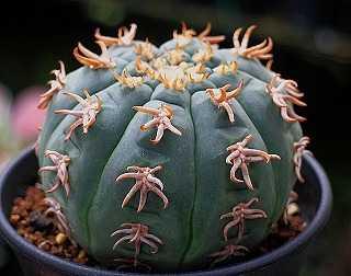 多肉植物　ギムノカリキウム　黒刺鳳頭　カット苗 Gymnocalycium asterium ギムノカリキウム 黒刺鳳頭 サボテン | plants