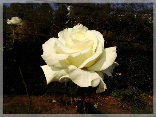 秋バラ・フラワーセンター大船植物園