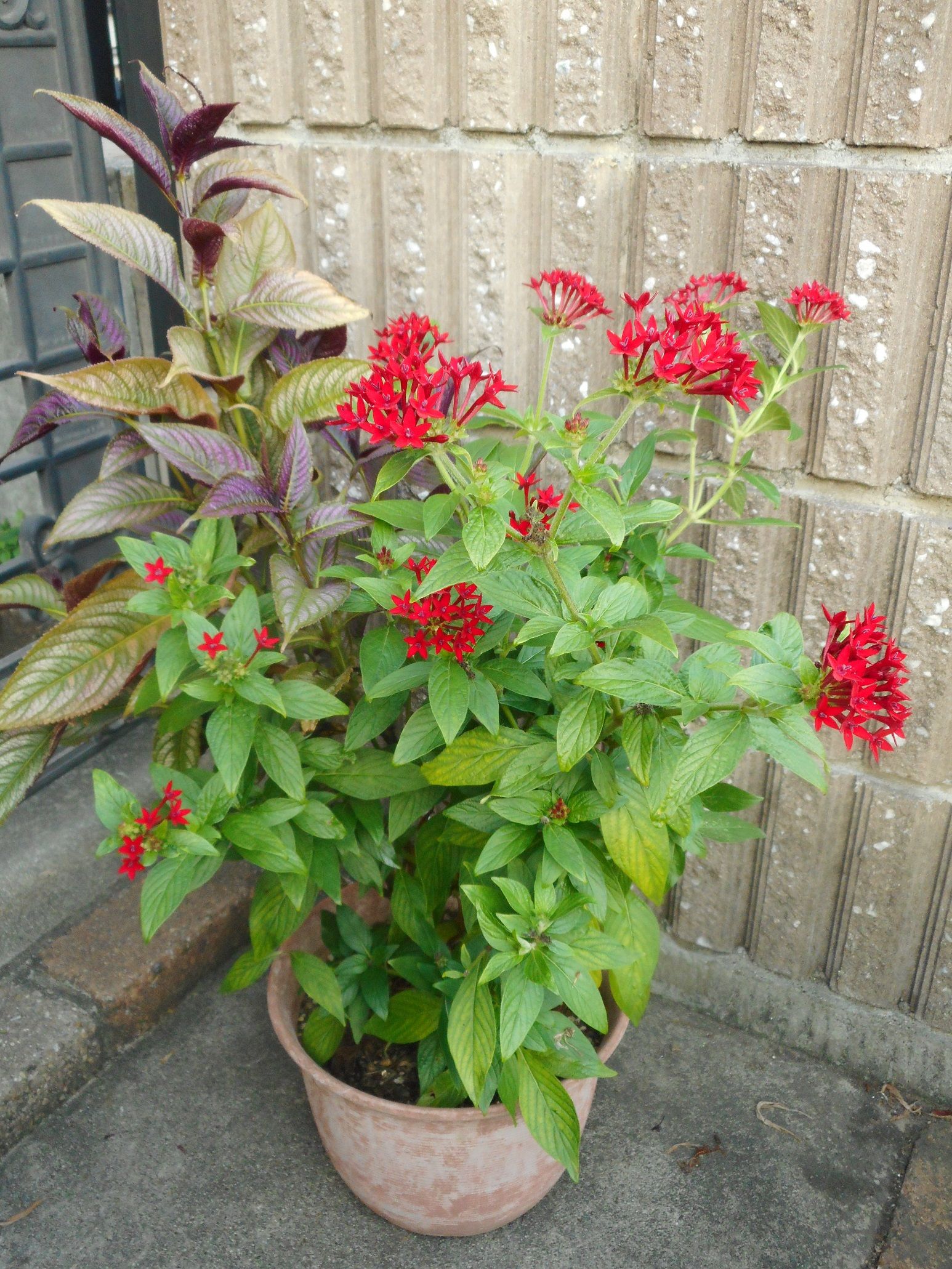 我が家の夏の花 19 ｔｅａ ｇａｒｄｅｎ ちょっとひとりごと 楽天ブログ