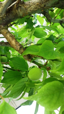 ume