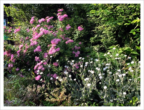 シモツケ&フランネルソウ