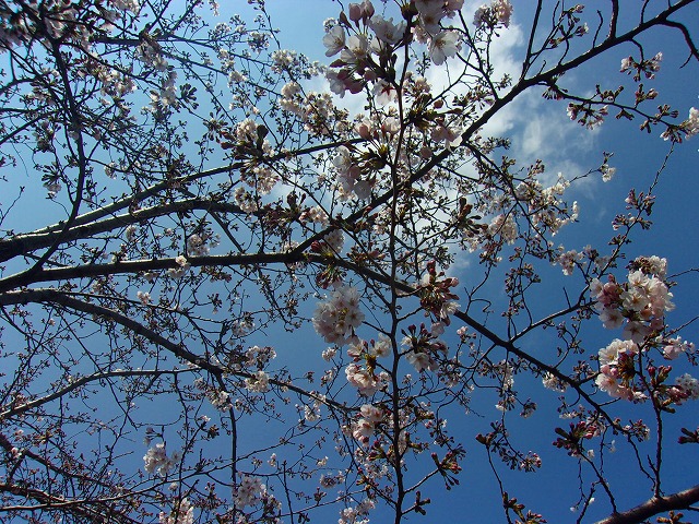 ソメイヨシノ開花状態　１.jpg