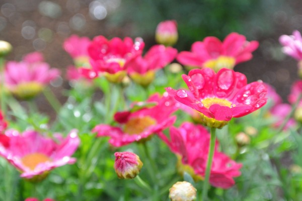 伊豆四季の花公園　伊豆高原　パルテール撮影