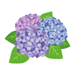 白山神社 文京あじさいまつり リッチモンドホテル東京目白 スタッフブログ 楽天ブログ 白山神社 文京あじさいまつり リッチモンドホテル東京目白 スタッフブログ 楽天ブログ