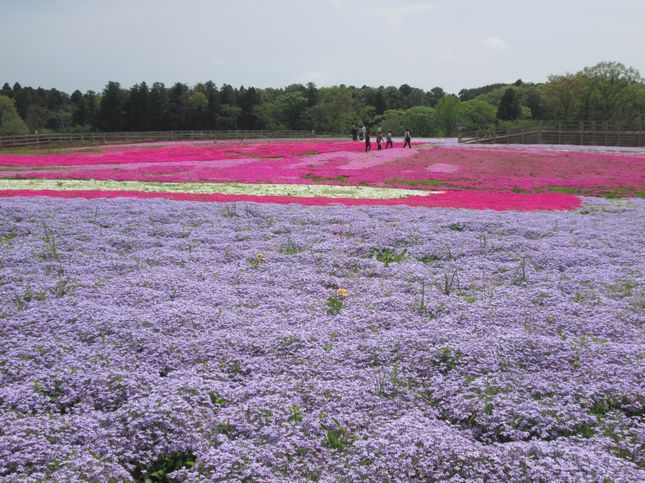 芝桜.jpg