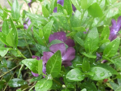 ツルニチニチソウ