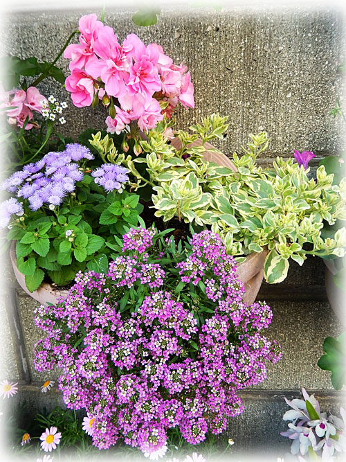 寄せ植え
