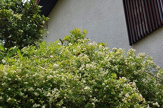 東の魔女の部屋の窓と屋根より高い月桂樹？モッコウバラ
