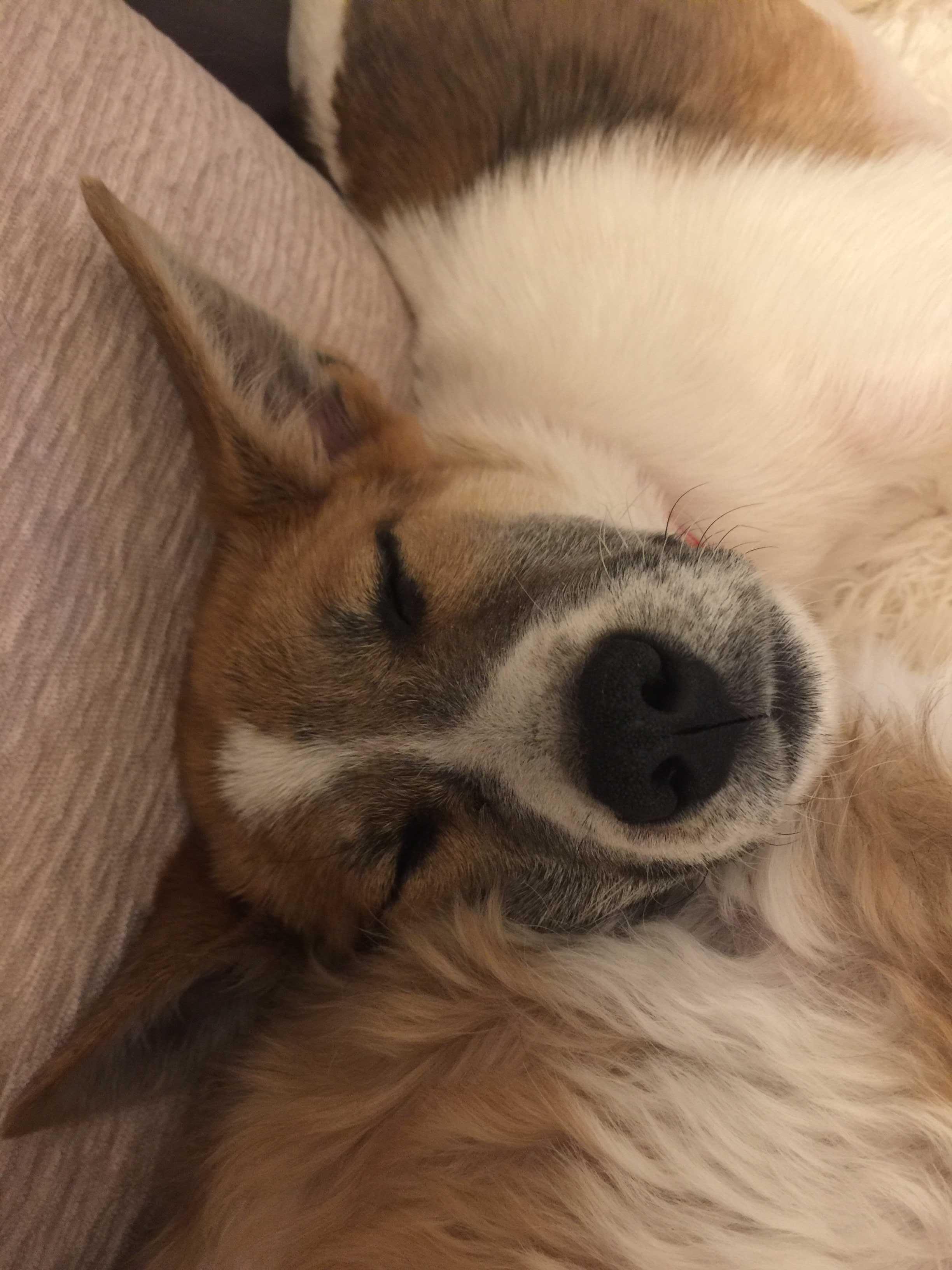 くぬぎ 小麦 ビアビコ家の保護犬たち 楽天ブログ