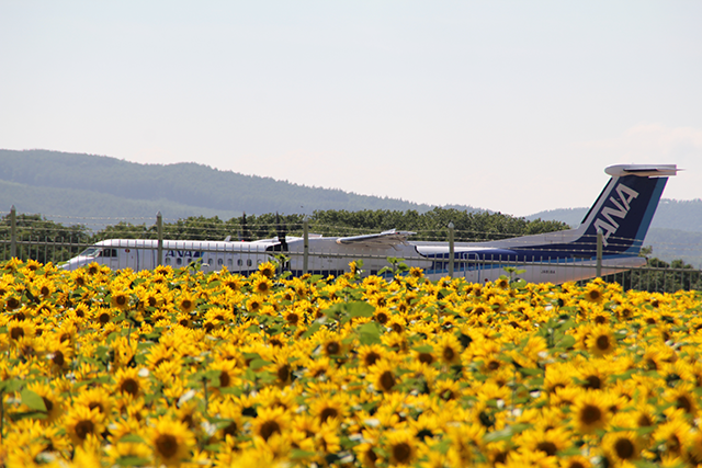 北海道 女満別空港に隣接する巨大なひまわり畑 オホーツクからのちょっとおすすめ 楽天ブログ