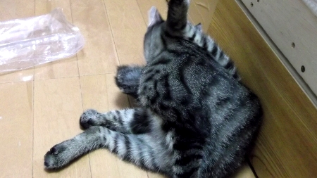 すずひめ　10月　23日　フローリングで毛づくろい　００.jpg