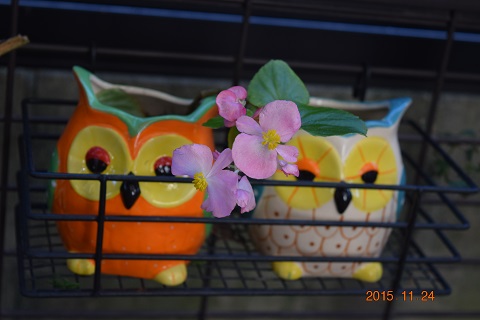 DSC_0001.JPG