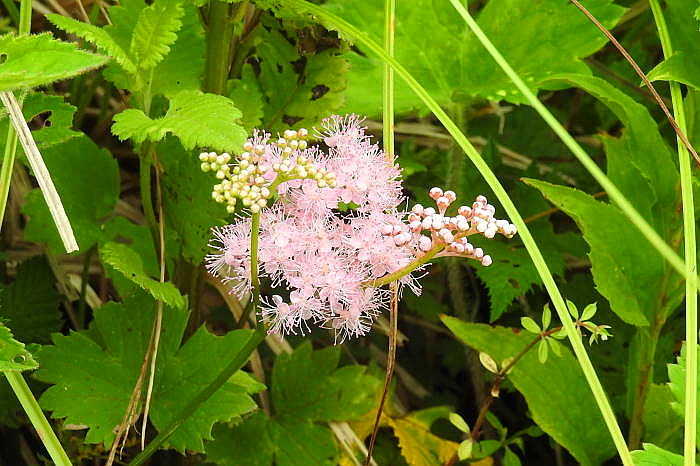 0162DSCN5115.JPG