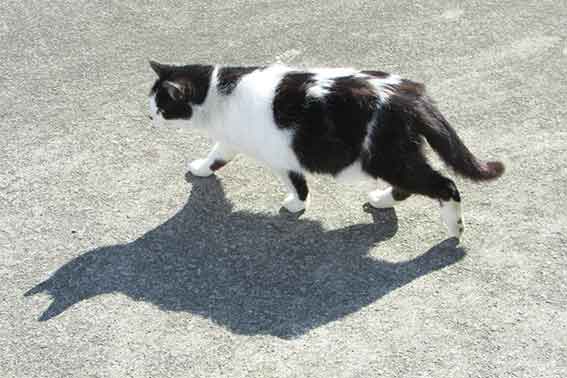 我が家のニャンコ♪2016/1/21-03