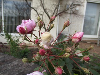 IMG_5396ss.jpg