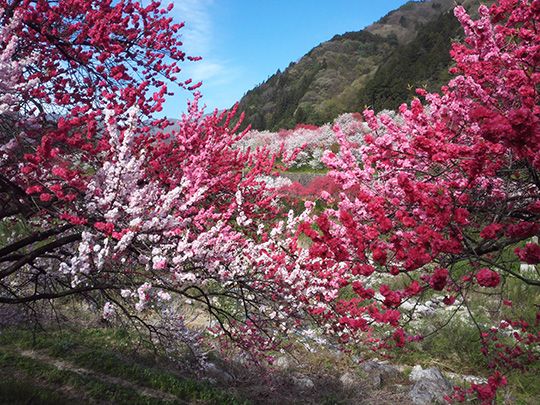 17年 日本一の花桃の里 長野県阿智村 園原 月川温泉 みんな でかけようよ 楽天ブログ