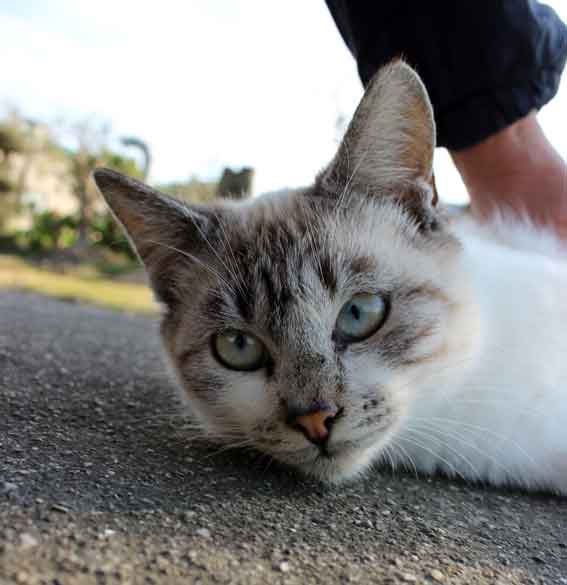 我が家のニャンコ♪2013/11/19-2