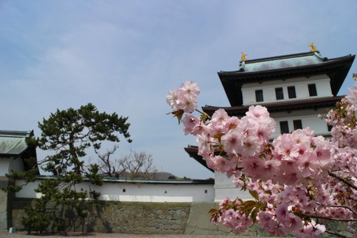 福山城(松前城)と桜
