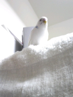 雪５