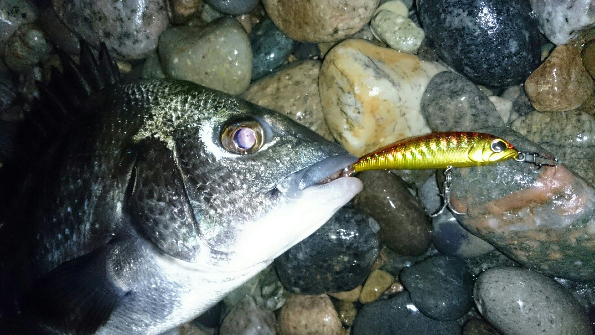 よく読まれている記事一覧 富 山 釣 通 信 楽天ブログ