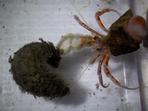 アカモンオキヤドカリ（Oncopagurus monstrosus）6　コガネウロコムシ科（Aphroditidae）の一種