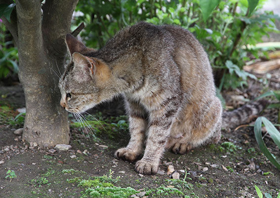 我が家のニャンコ♪2014/06/13-2