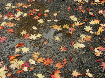 10-17落ち葉・リス (1).JPG