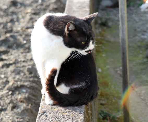我が家のニャンコ♪2013/2/24-2