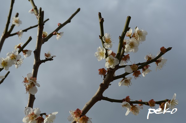 桃か梅の花