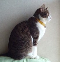 凛々しく外を見ています。
