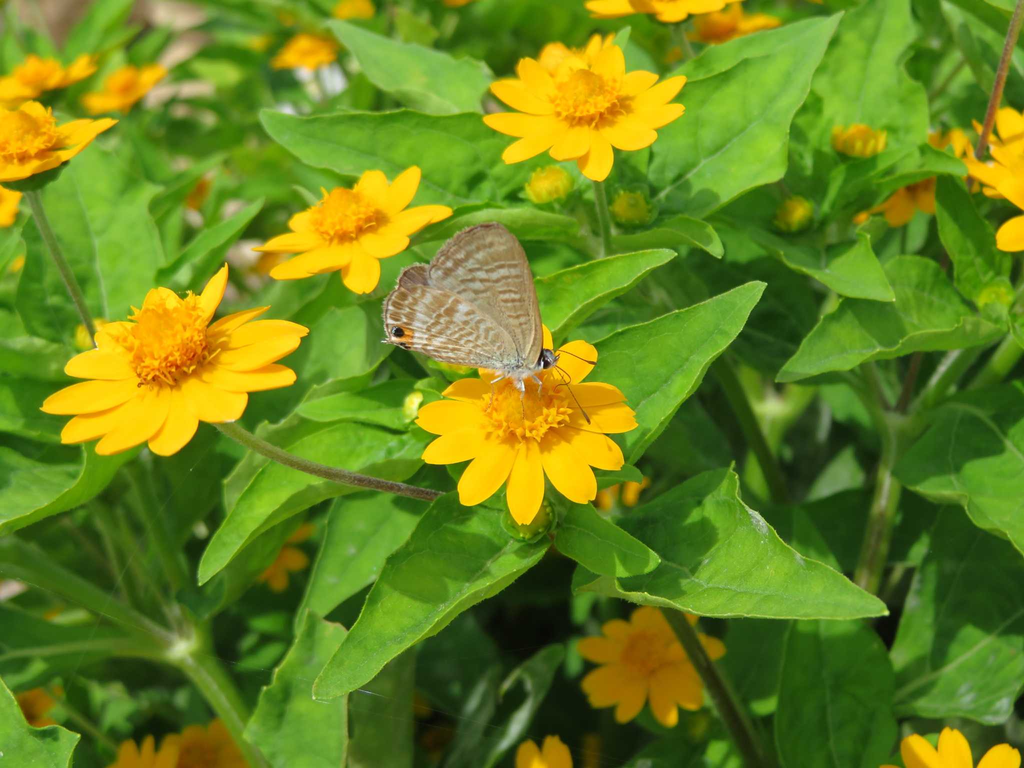 メランポジウム つばき姫 のウォーキング日和 楽天ブログ