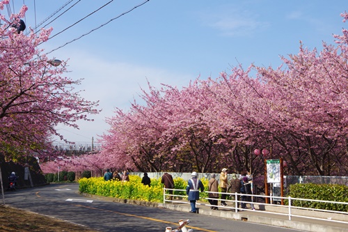 三浦海岸の河津桜