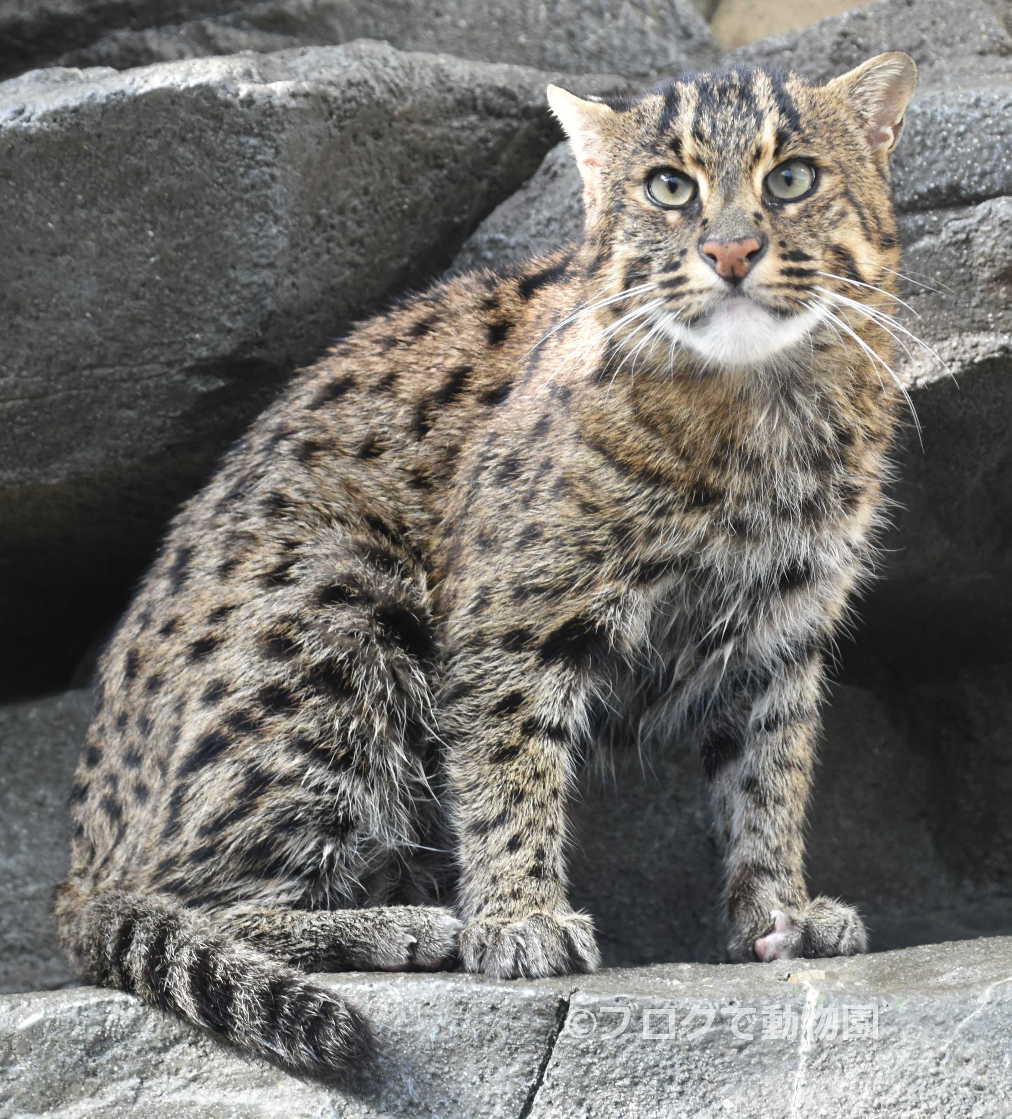 鳥羽水族館　ぬいぐるみ　スナドリネコ　ぬいぐるみ　漁り猫 鳥羽水族館 ぬいぐるみ スナドリネコ ぬいぐるみ 漁り猫