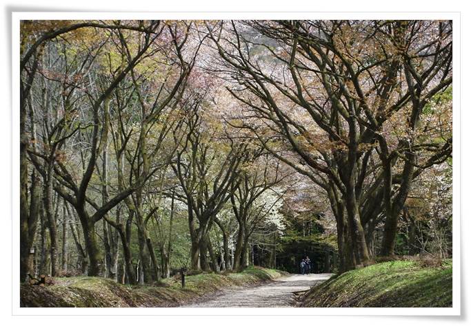 樹木公園-8 15.4.18