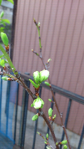 rblog-20130404174305-01.png