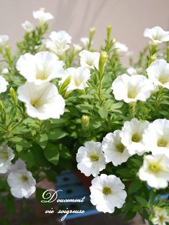 2016.8.31 サフィニア 白.JPG