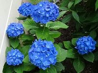 ６月４日の誕生花 アジサイ 青 の花言葉 忍耐強い愛 梅雨の曇り空に映えて咲く青色のアジサイ 紫陽花 の あなたは美しいが冷淡だ 弥生おばさんのガーデニングノート 花と緑の365日 楽天ブログ