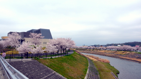 武庫川の遠景・さくら