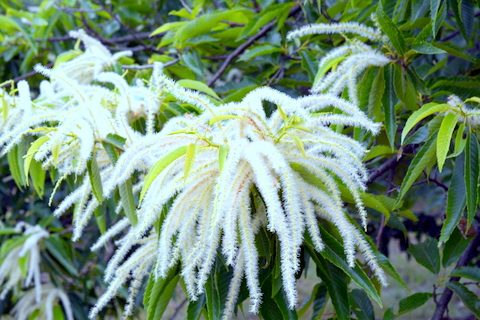 雄の花の数々