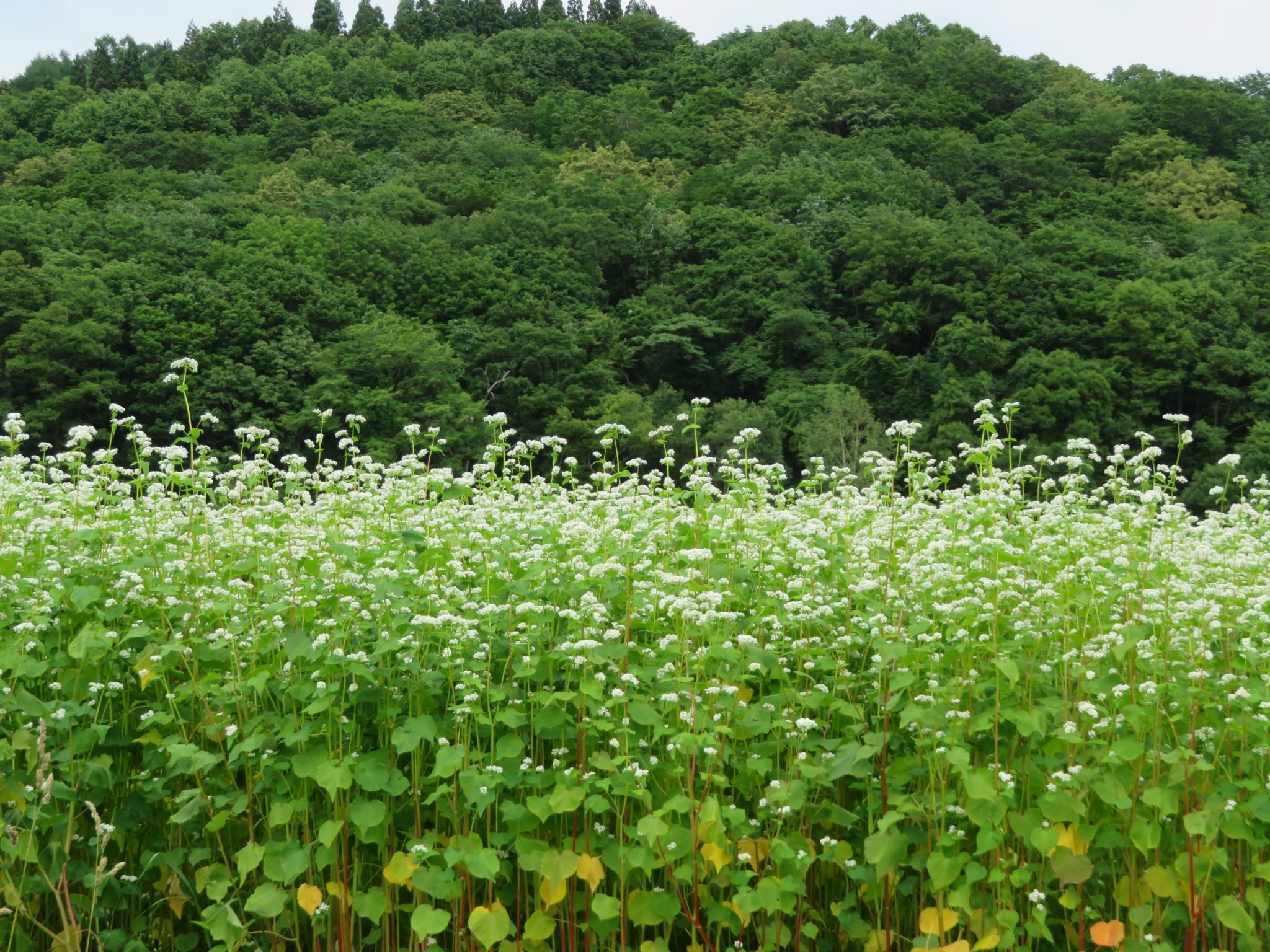 牧草ロール そばんか 蕎麦花 猫又の夢は サーモンピンク 楽しく ちょっぴり自由に 楽天ブログ